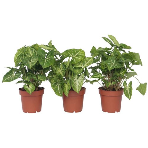 Plant in a Box trilistni singonij - 3 kos - syngonium podophyllum 'pixie' - V25-40cm - ⌀12cm, (21758183) Cene