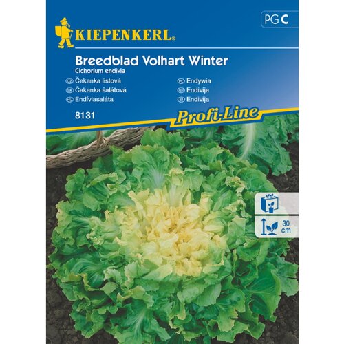 KIEPENKERL Sjeme povrća salata Endivija Breedblad Volhart Winter (Cichorium endivia, Berba: Rujan) Slike