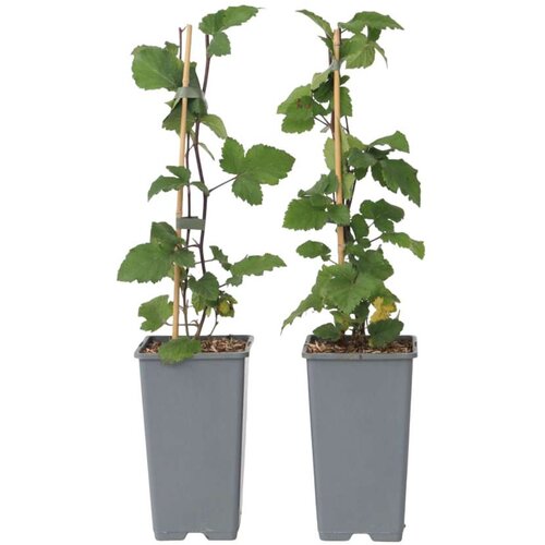 Plant in a Box rdeči ribez - 2 kos - ribes rubrum 'jonkheer van tets' - višina 50-60cm - ⌀15cm, (21757803) Cene