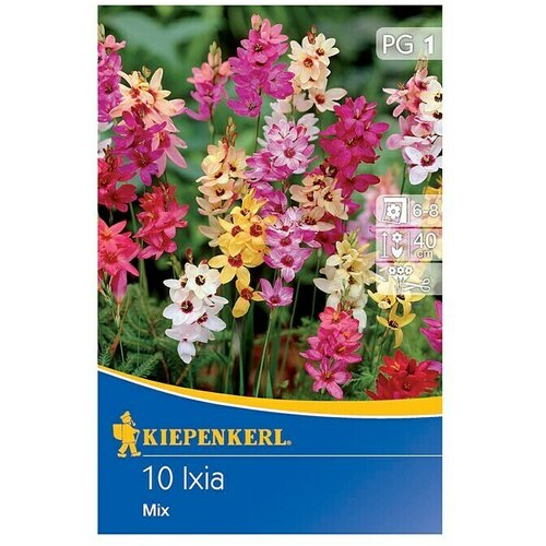 KIEPENKERL Lukovice ljetnog cvijeća (Ixia x hybrida, 10 Kom.) Cijene