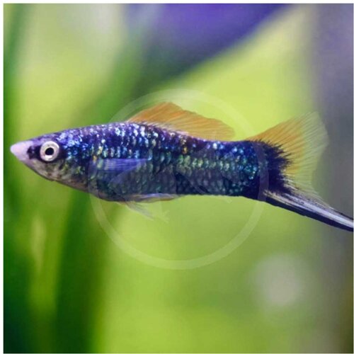  xiphophorus helleri var. - ksifo blue Cene