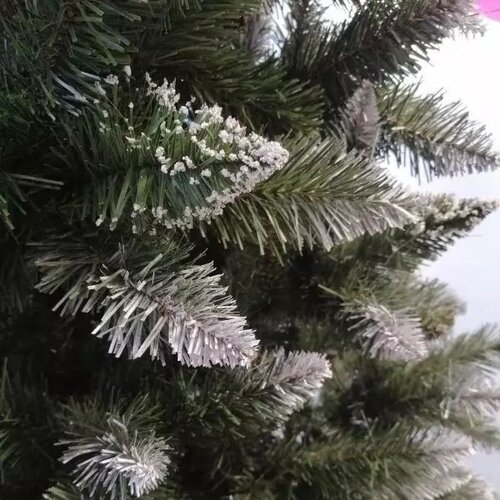  Božićna jelka 220 cm (jela) Slike