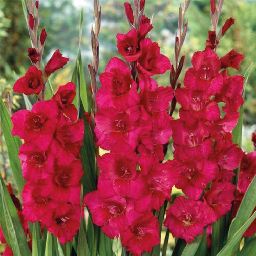 Royal De Ree Gladiolus P Plumtart 10 /1 Cene