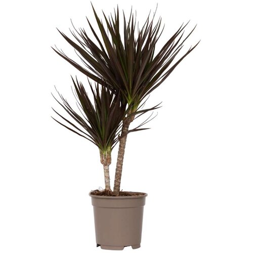 Plant in a Box dracena - dracaena marginata 'magenta' - višina 70-80cm - ⌀17cm, (21757990) Cene