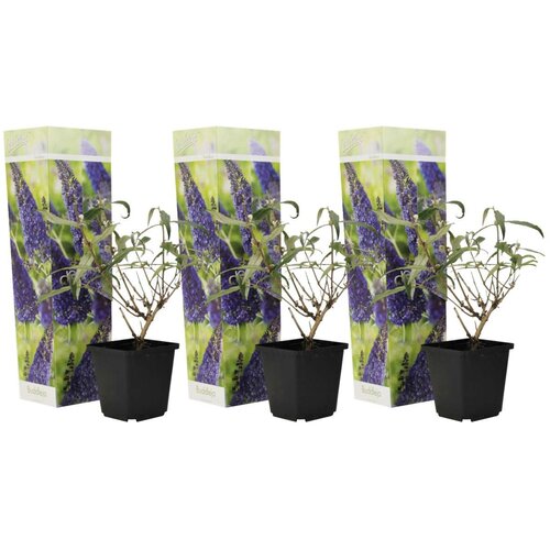 Plant in a Box davidov metuljnik - 3 kos - buddleja davidii &amp;#039;nanho blue&amp;#039; - V25-40cm - ⌀9cm, (21757452) Slike