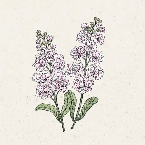  Matthiola Incana "Iron Cherry Blossom" (&Scaron;eboj) - 1 pkt. Cene