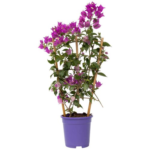 Plant in a Box Bugenvilija - Bougainvillea 'Alexandra' - Višina 50-60cm - ⌀17cm, (21778556) Cene