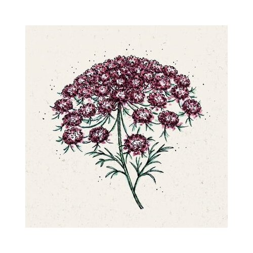 Jora Dahl Daucus Carota &amp;quot;Dara&amp;quot; - divji koren Slike