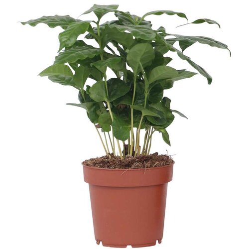 Plant in a Box arabski kavovec - coffea arabica - višina 25-40cm - ⌀12cm, (21758157) Cene