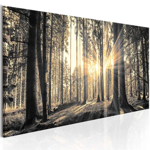  Slika - Forest Sun 120x40