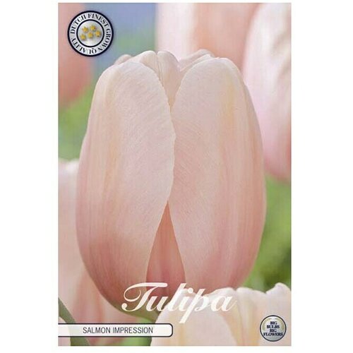  Cvjetne lukovice Tulipan Darwin Hybride Salmon Impression (Roza, Botanički opis: Tulipa) Cijene