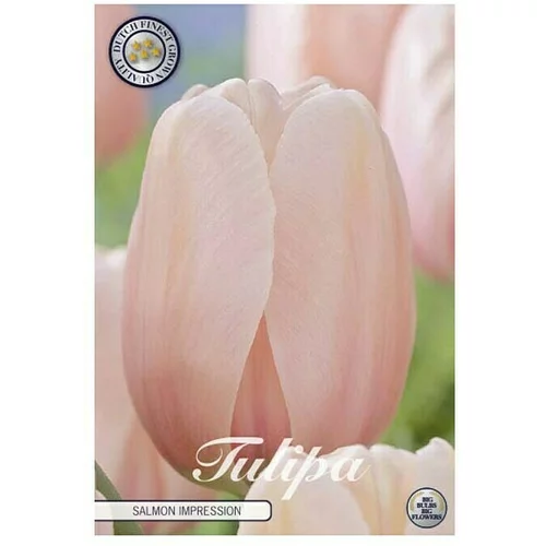  Cvjetne lukovice Tulipan Darwin Hybride Salmon Impression (Roza, Botanički opis: Tulipa)