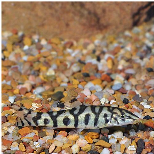 Akvarijum Centar Botia locahantha Cene