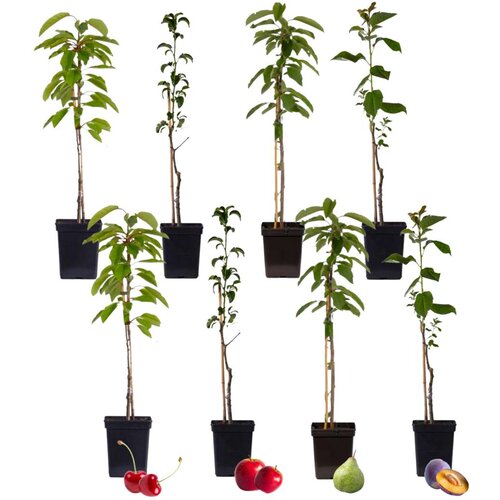 Plant in a Box mešanica sadnega drevja - 8 kos - malus, pryus, prunus - višina 60-70cm - ⌀9cm, (21757500) Cene