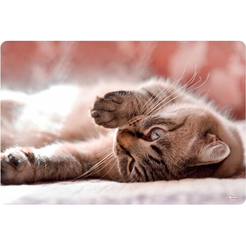 Tts Stona mapa 60×40 Little Cat Cijene