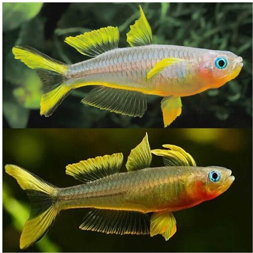 Akvarijum Centar Pseudomugil furcatus Slike