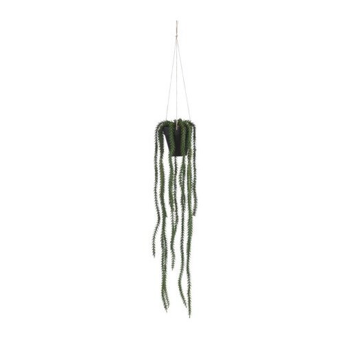 Dekordom 1083466 Cvet u saksiji rhipsalis 62cm - green - edl ( 040440 ) Cene