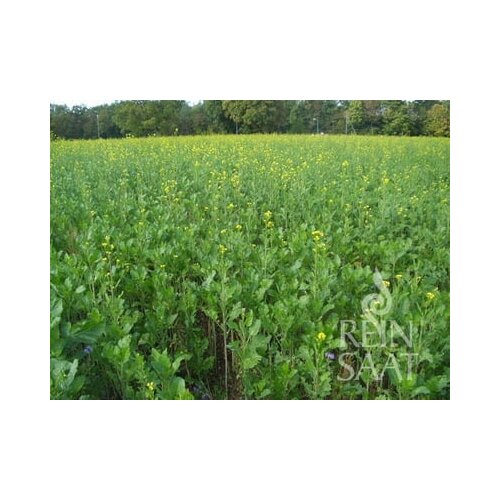 ReinSaat Bio rumena gorjušica Carnella Cene