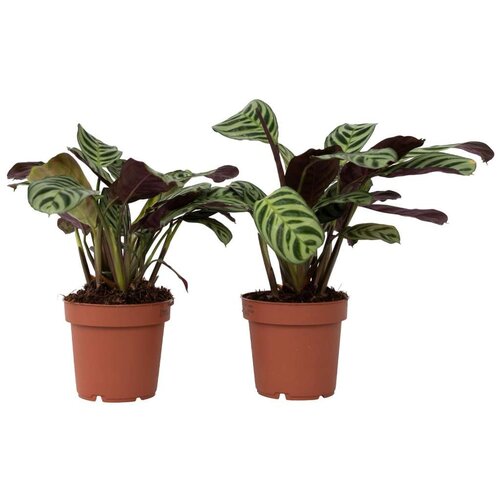 Plant in a Box marant - 2 kos - ctenanthe 'amagris' - višina 20-30cm - ⌀12cm, (21757923) Cene
