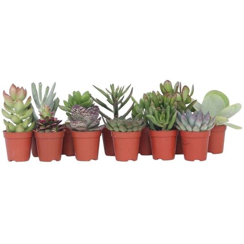 Plant in a Box mini sukulentna mešanica - 12 kos - succulent mix - višina 5-10cm - ⌀5,5cm, (21758188) Cene