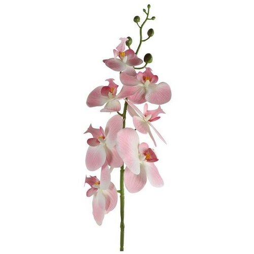  Cvet ORCHID 83cm 796074 - Pink - DCS Cene