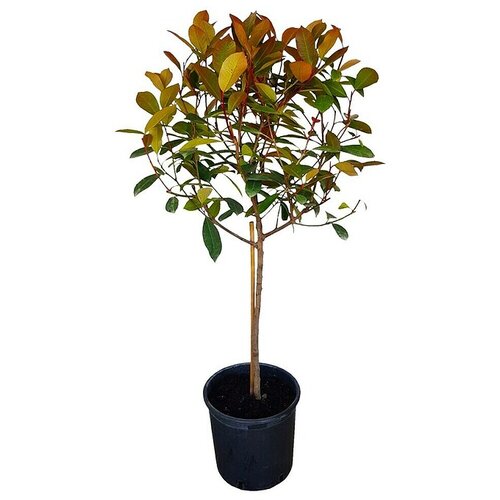  Photinia Red Robin Kugla (Photinia x Fraseri "Red Robin", Volumen tegle: 7 l) Cijene