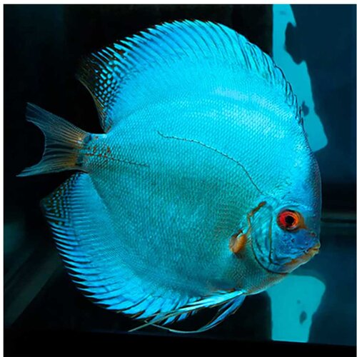 Akvarijum Centar Cobalt blue discus Cene