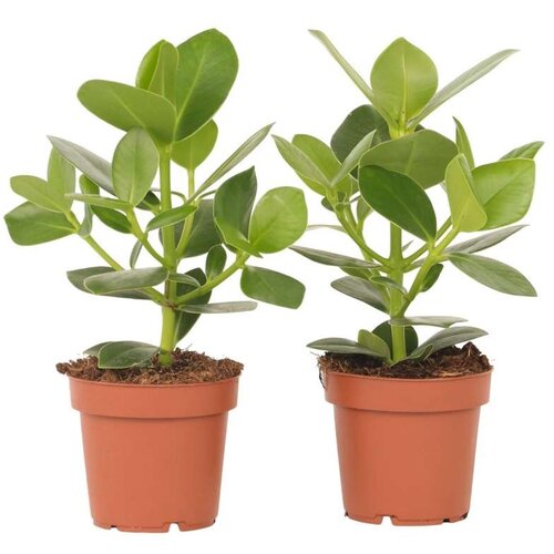 Plant in a Box balzam jabolko - 2 kos - clusia rosea 'princess' - višina 25-35cm - ⌀12cm, (21758126) Cene