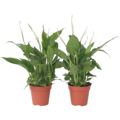 Plant in a Box spatifil - 6 kos - spathiphyllum 'torelli' - višina 30-45cm - ⌀12cm, (21757871) Cene