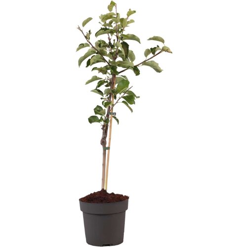 Plant in a Box navadna jablana - malus domestica 'elstar' - višina 90-100cm - ⌀21cm, (21757517) Cene