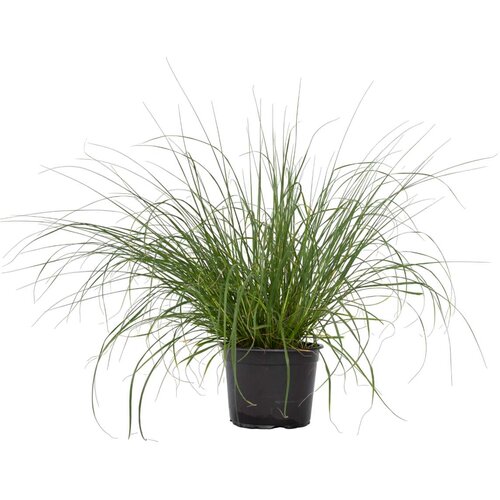 Plant in a Box Lisičjerepa perjanka - Pennisetum alopecuroides 'Hameln' - V20-30cm - ⌀23cm, (21778487) Cene