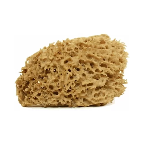 Cose della Natura honeycomb - naravna spužva - srednja, 8-10 g