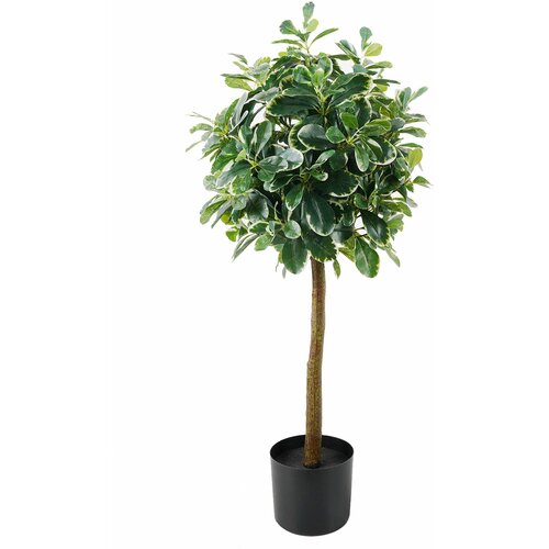 Lilium dekorativno stablo lagurus/šeflera 90cm 567285 Cene