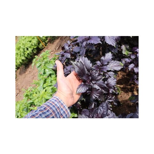 Culinaris Bio rdeča bazilika Rosara Slike