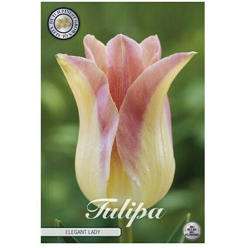  Cvjetne lukovice Tulipan Elegant Lady (Žuta, Botanički opis: Tulipa) Cijene