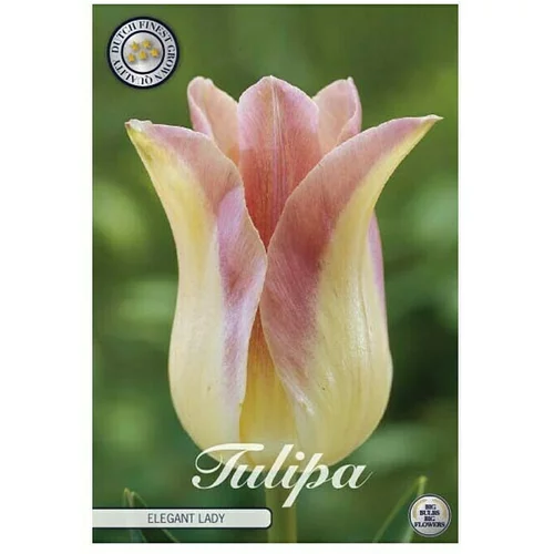  cvjetne lukovice Tulipan Elegant Lady (Žuta, Botanički opis: Tulipa)