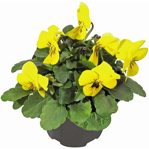  Rogata Mačeha različnih barv &Oslash; lončka pribl. 9 cm Viola cornuta Cene
