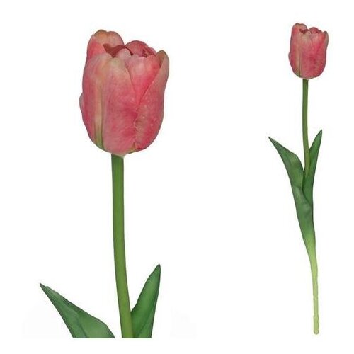  TULIPAN 7802 Slike