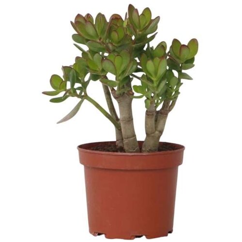 Plant in a Box Okroglolistna tolstolistnica - Crassula ovata 'Minor' - Višina 30-35cm - ⌀17cm, (21757989) Cene