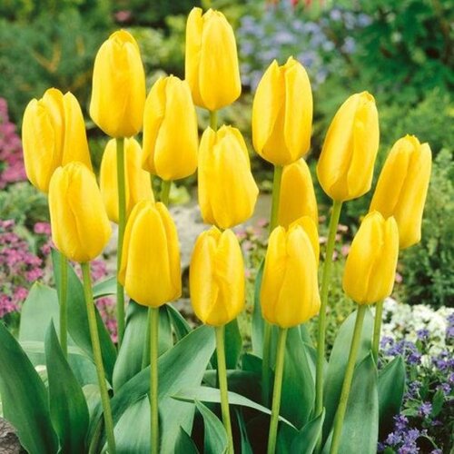 Royal De Ree tulipa Candela 5/1 Slike