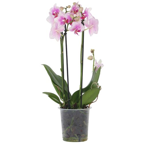 Plant in a Box falenopsis - phalaenopsis multiflora - višina 35-45cm - ⌀12cm, (21758045) Cene