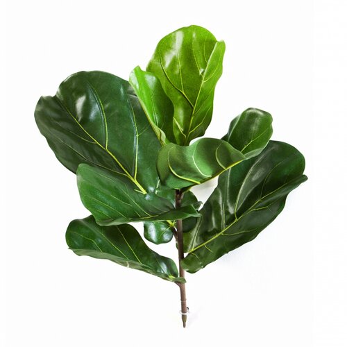 Floraworld Ve&scaron;tačka grana Ficus lyriata l58cm Cene