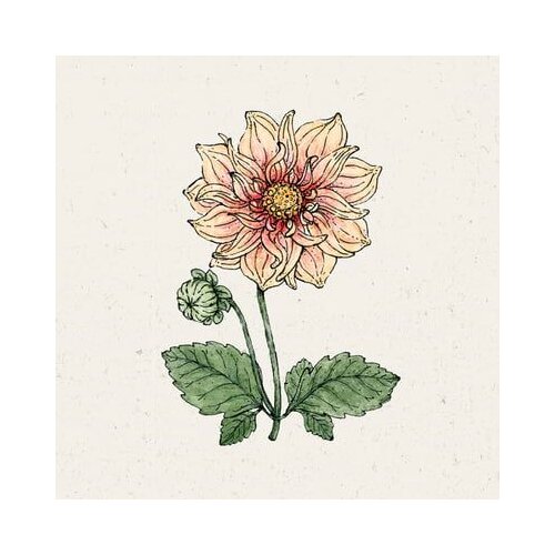  Dalija "Sunny Reggae" Cene