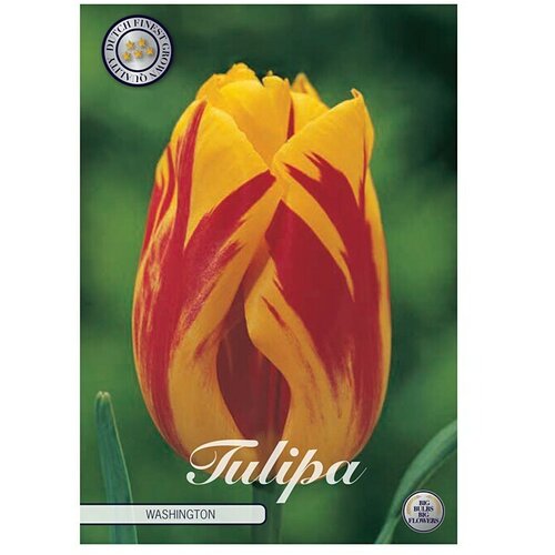  Cvjetne lukovice Tulipan Triumph Washington (Botanički opis: Tulipa, Žute boje) Cijene