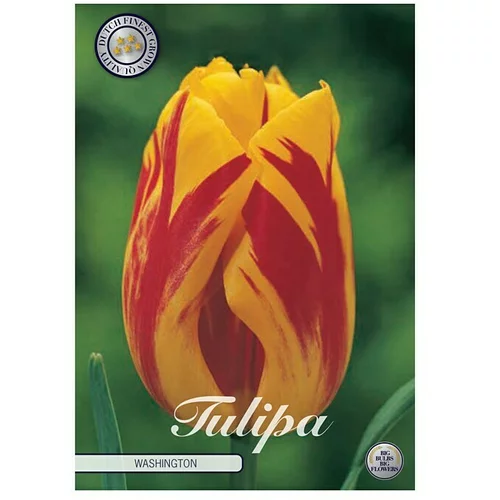  Cvjetne lukovice Tulipan Triumph Washington (Botanički opis: Tulipa, Žute boje)