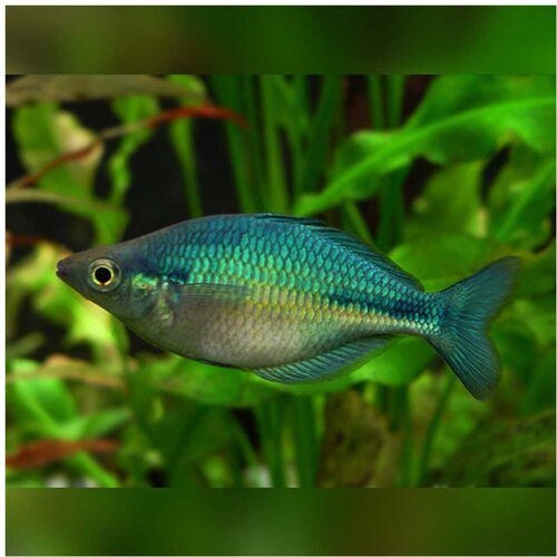 Akvarijum Centar Melanotaenia lacustris - Plava duga Cene