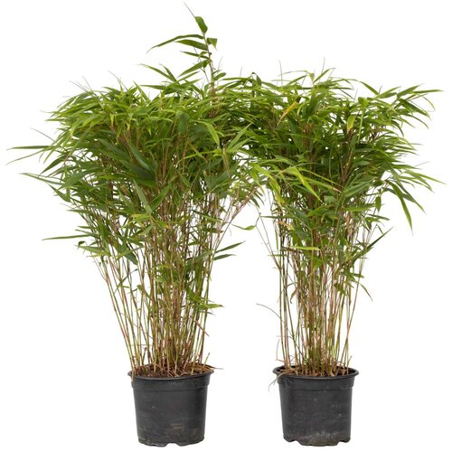 Plant in a Box bambus - 2 kos - fargesia nitida 'gansu' - višina 50-70cm - ⌀17cm, (21757785) Cene
