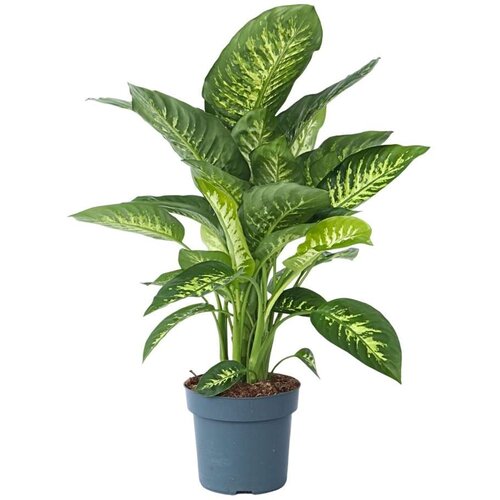 Plant in a Box Difenbahija - Dieffenbachia 'Tropic' - Višina 70-80cm - ⌀24cm, (21758222) Cene