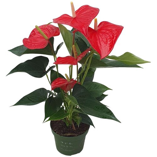 Plant in a Box Flamingovec - Anturij - Anthurium 'Royal Champion' - Višina 35-45cm - ø12cm, (21757979) Cene
