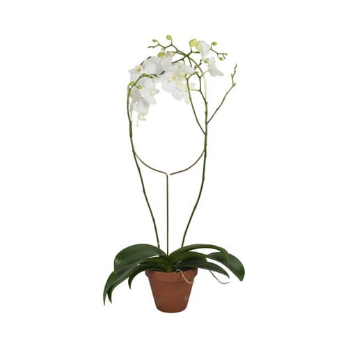 Botanopia Podpora za rastline - Arch Cene